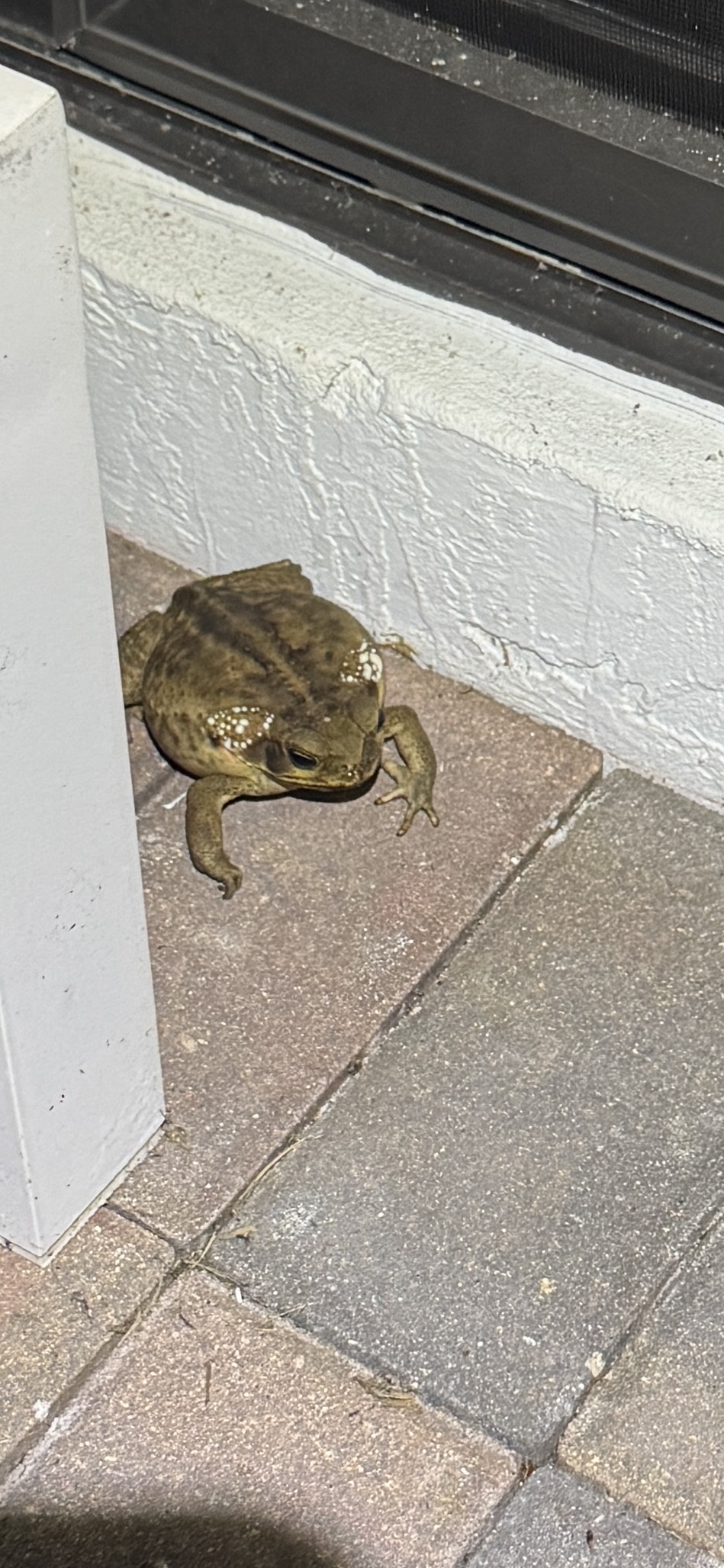 Cane toad removed from a Southwest Florida property to protect pets from bufotoxin.