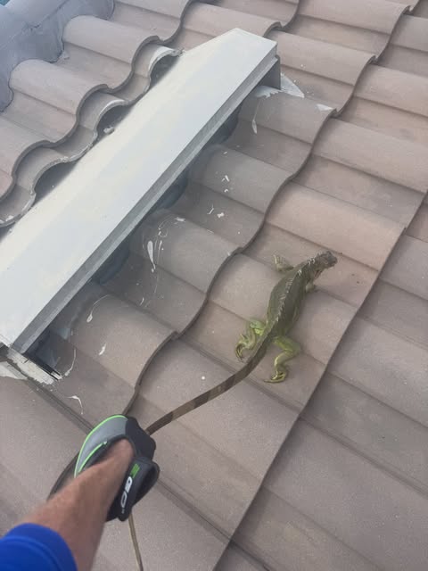 Iguana captured on a Naples golf course.