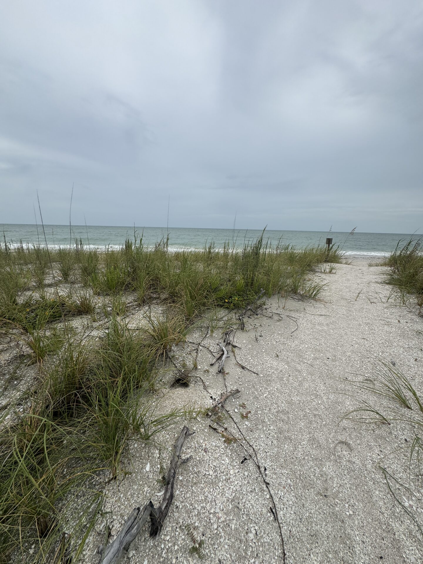Iguana burrow destabilizing beach dunes on a Florida barrier island