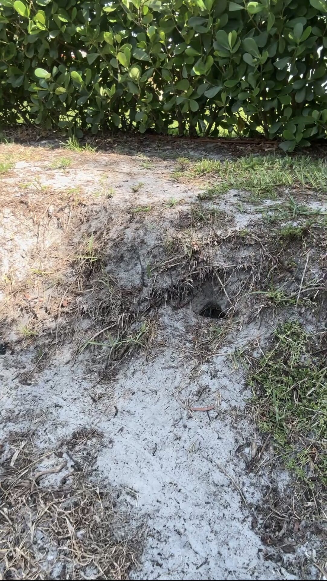 Iguana burrow causing lake bank erosion and shoreline collapse in SWFL