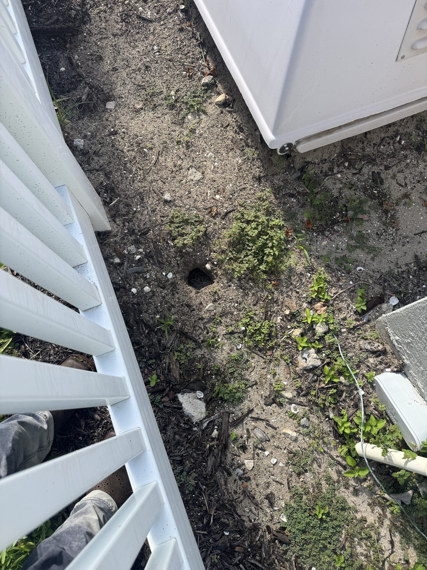 Iguana burrow undermining pool equipment concrete pad in SWFL