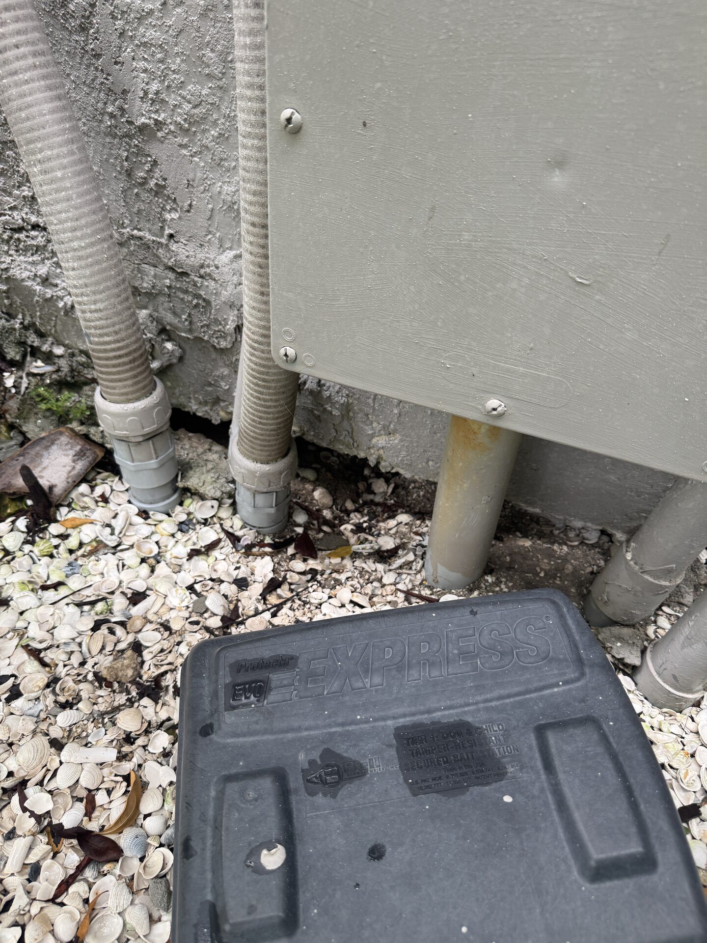 Iguana burrow dug directly under a house foundation in Southwest Florida