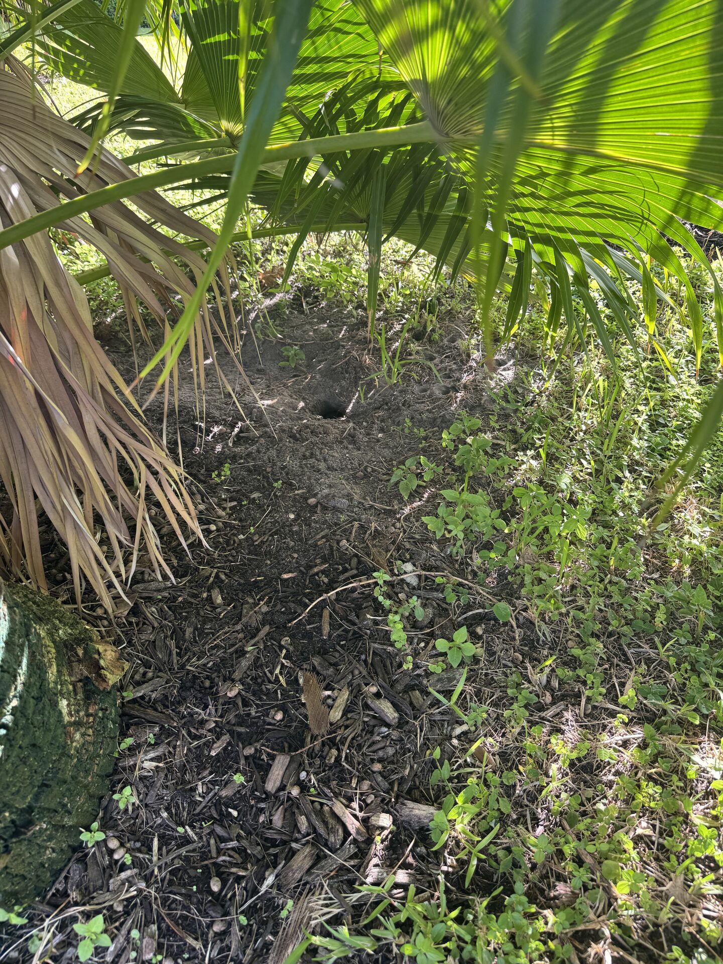 Iguana burrow entrance hidden in vegetation in Southwest Florida