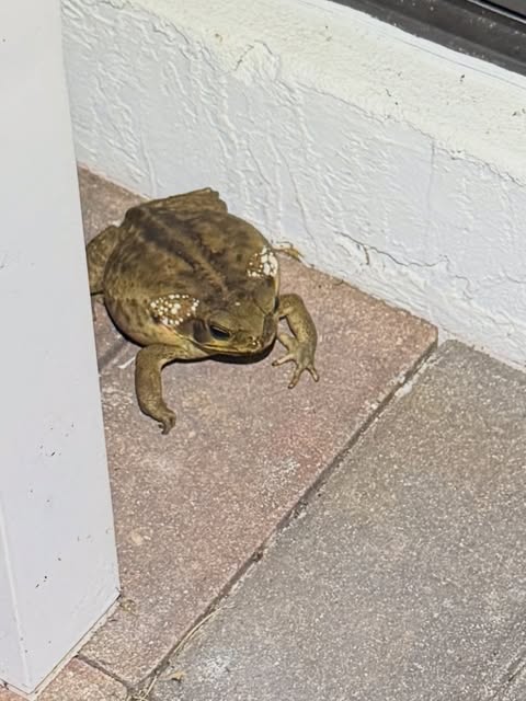 Cane toad found near a swimming pool, posing a threat to family pets.