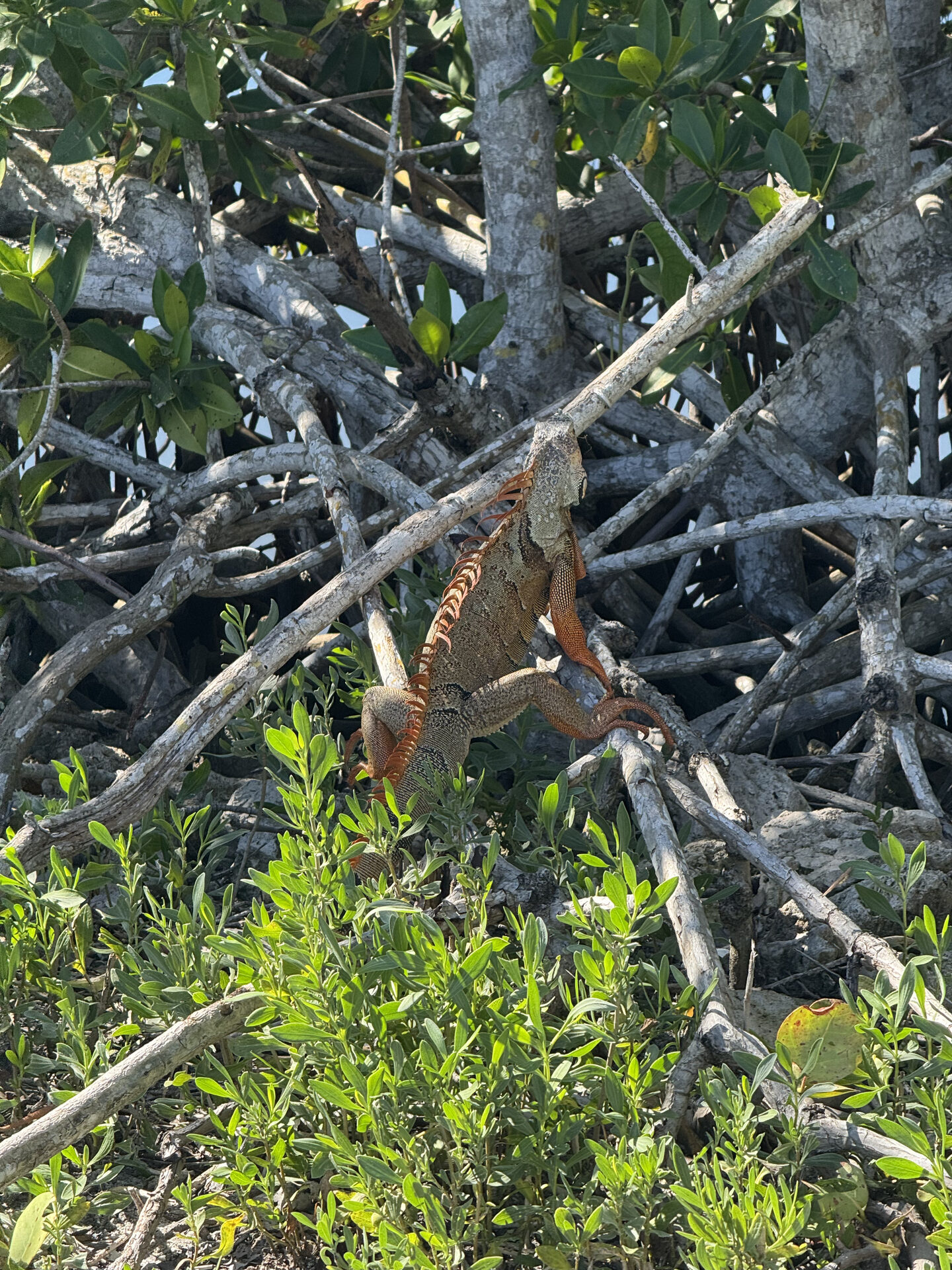 Chris Rockwell, owner of Rocky's Cane Toad and Iguana Management