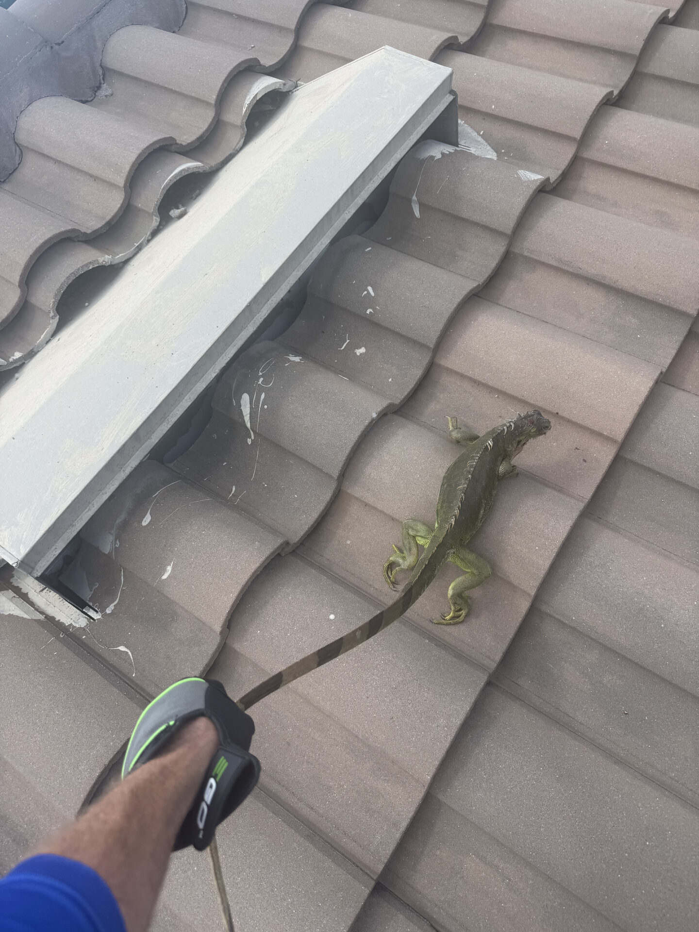 Iguana entering an attic through a roof access point in Southwest Florida