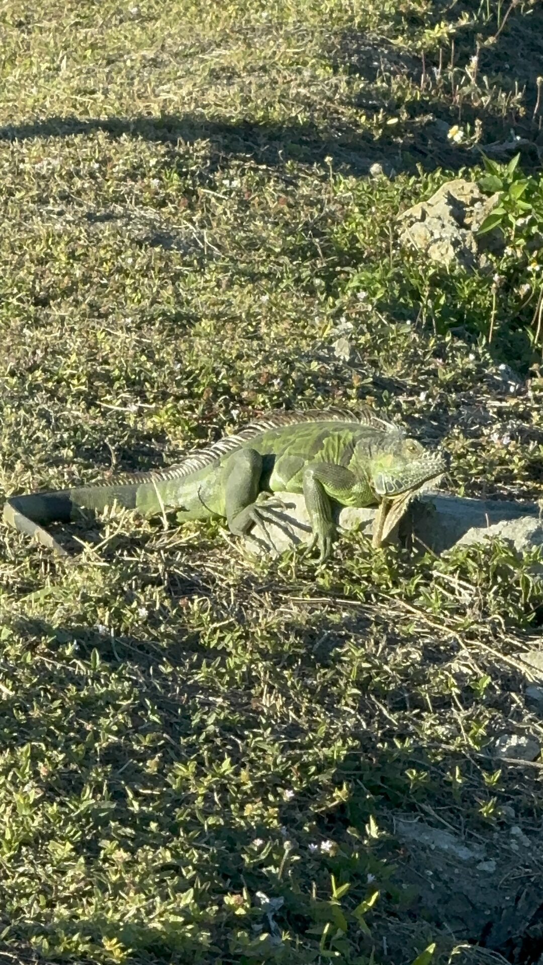 Large green iguana captured in Southwest Florida