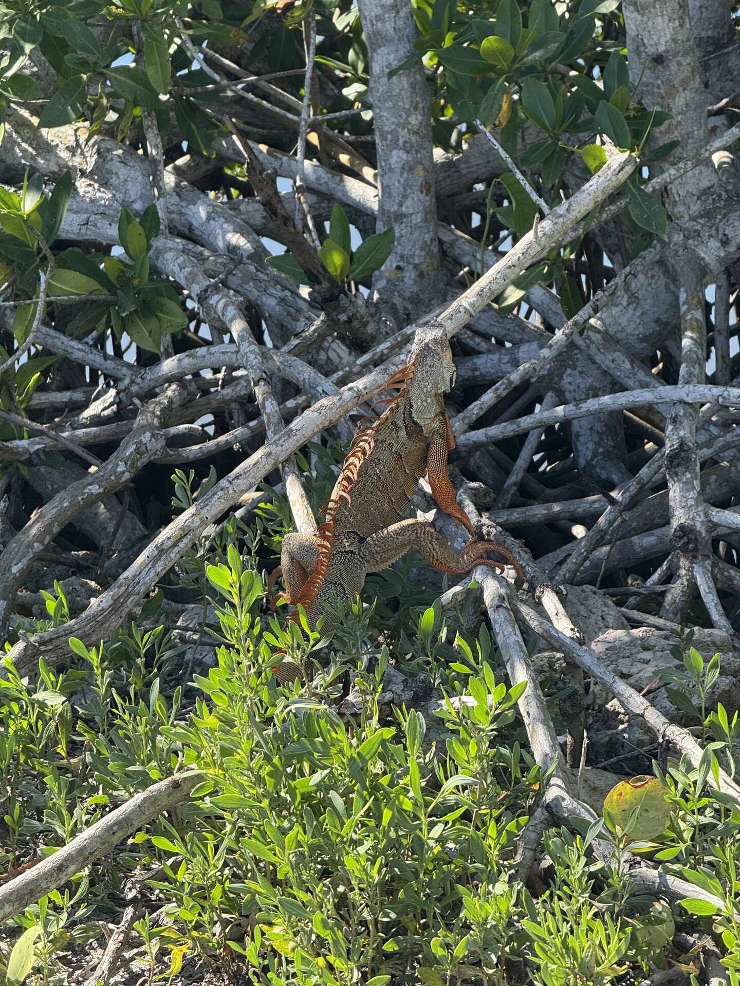 Orange male green iguana in a tree during breeding season in Southwest Florida