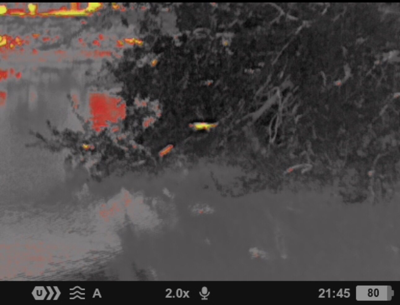 Thermal imaging camera detecting iguanas in trees on a Southwest Florida property