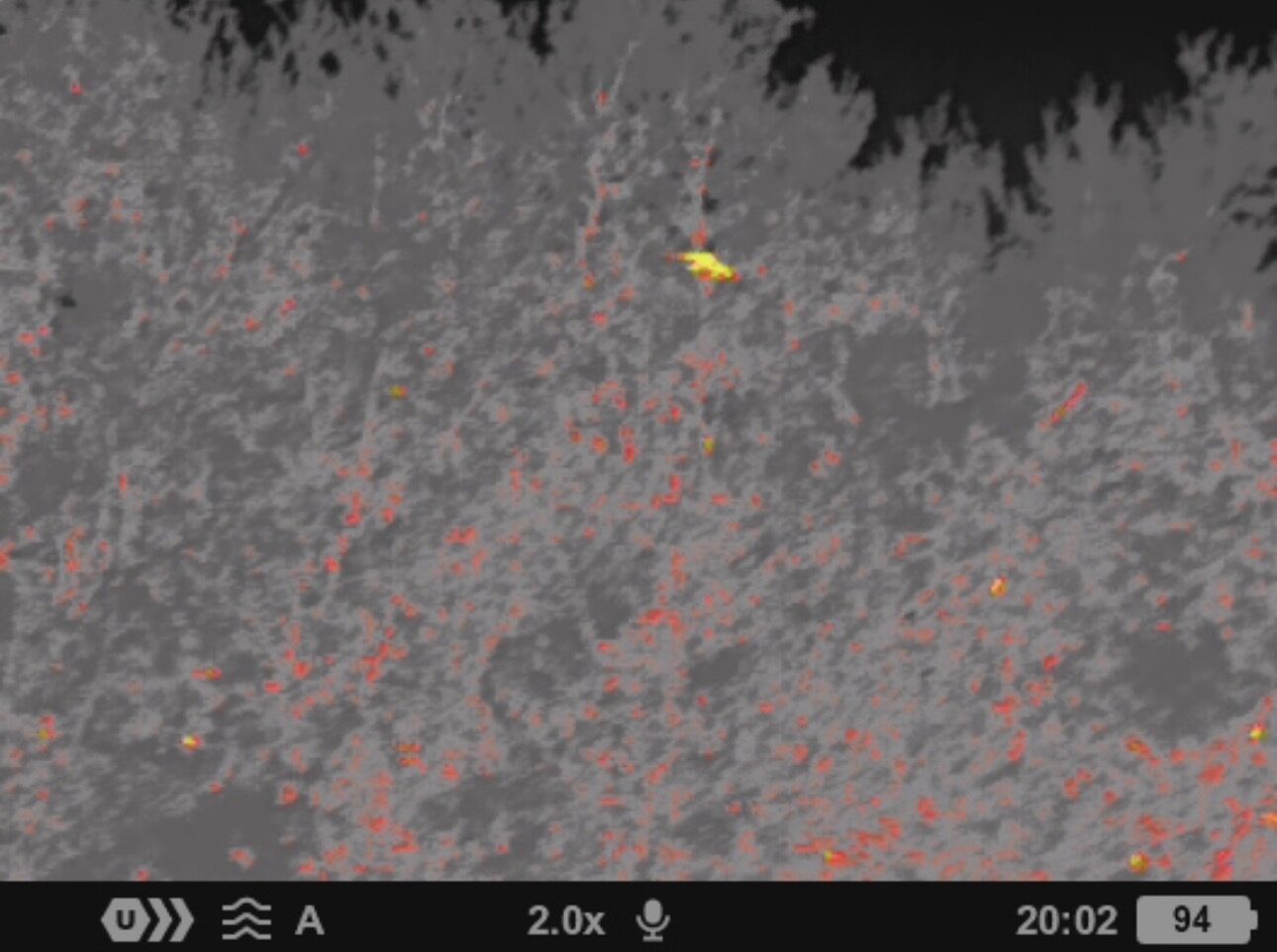 Thermal image showing iguana heat signatures in a tree canopy in Southwest Florida