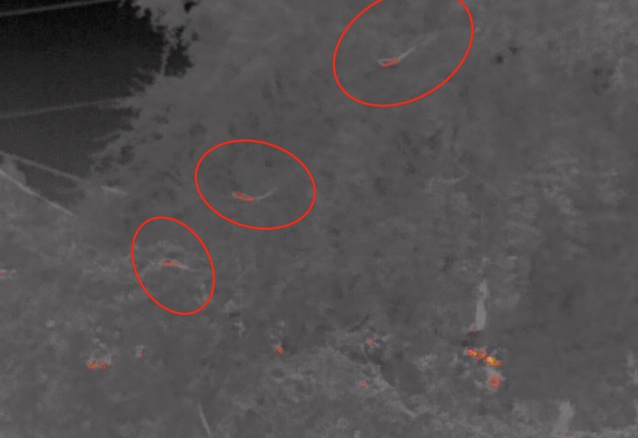 Multiple iguana heat signatures detected by thermal imaging on a Southwest Florida property
