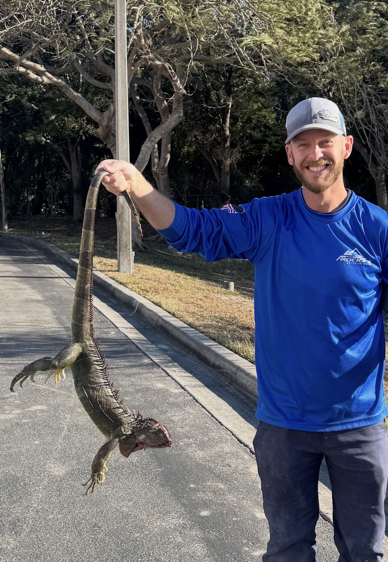 Is Iguana Removal Legal in Florida?