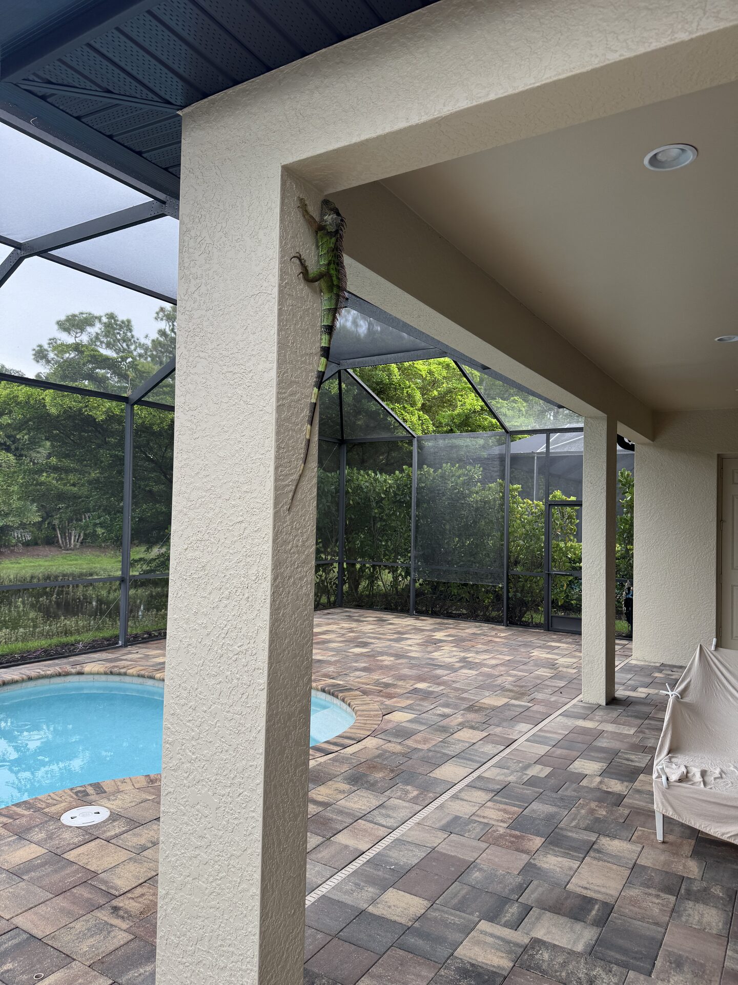 Iguana climbing stucco wall near a pool enclosure in Southwest Florida