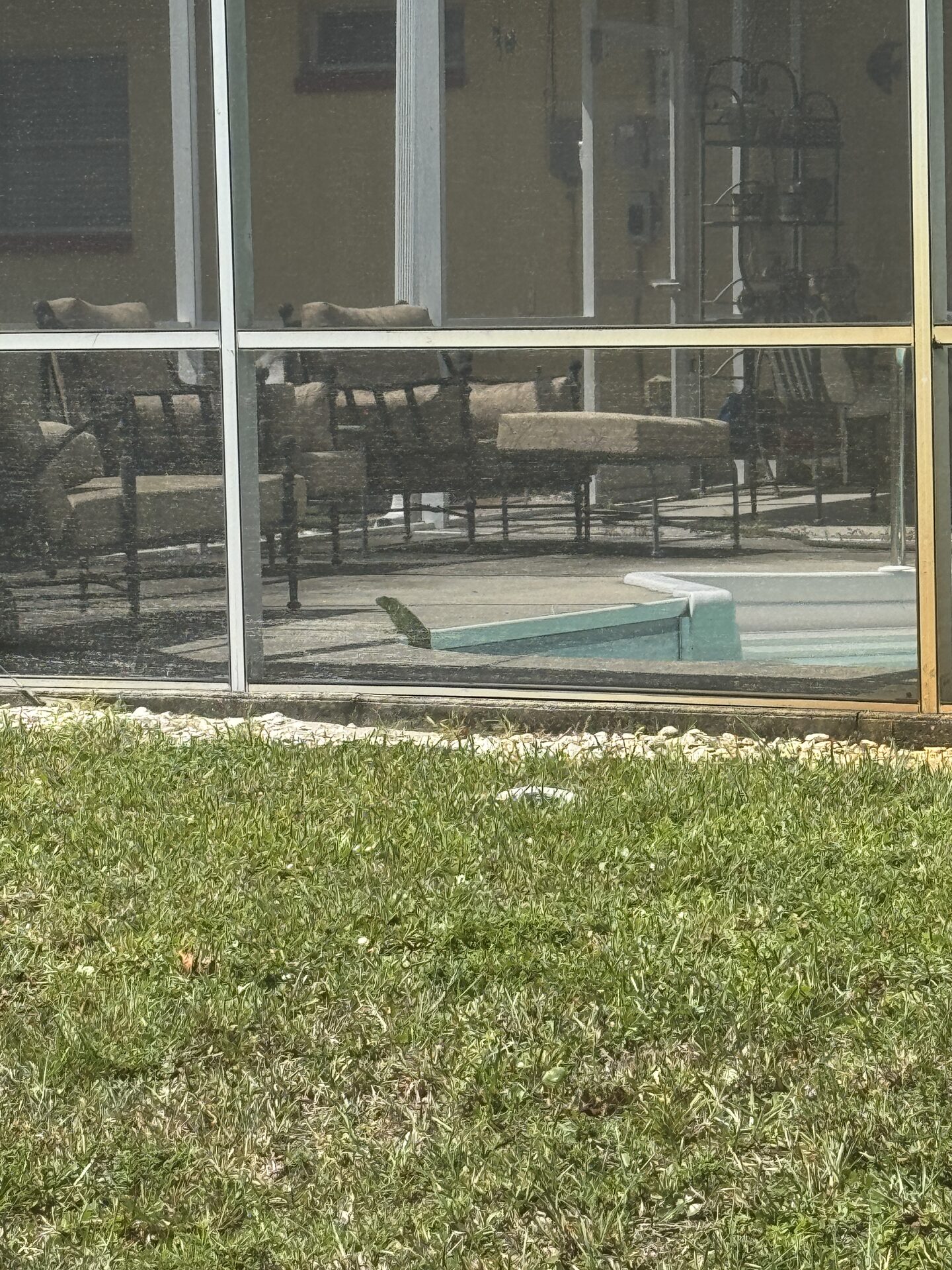 Iguana relaxing in a swimming pool in Southwest Florida, a common problem for homeowners