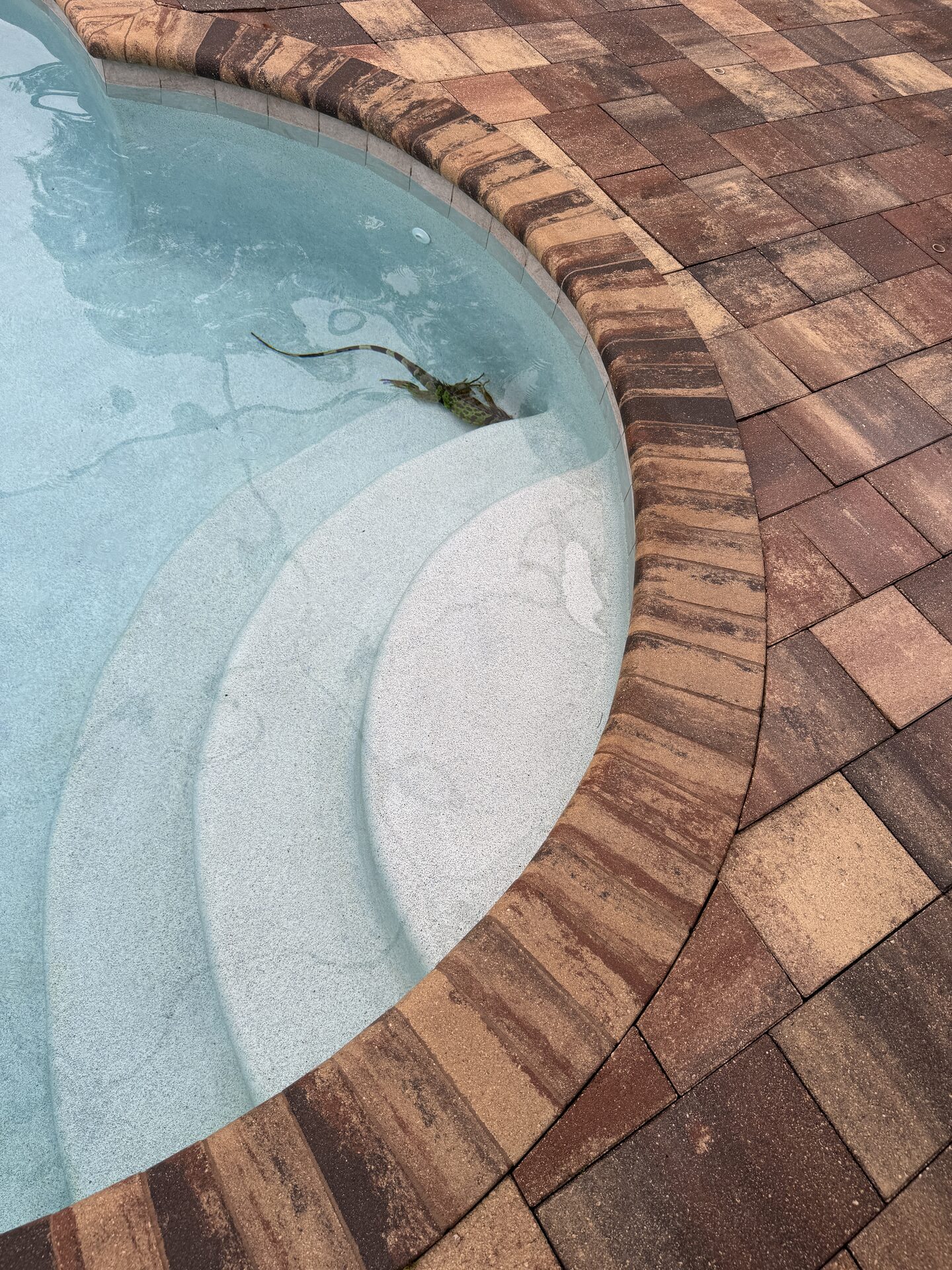 Iguana swimming underwater in a Southwest Florida pool
