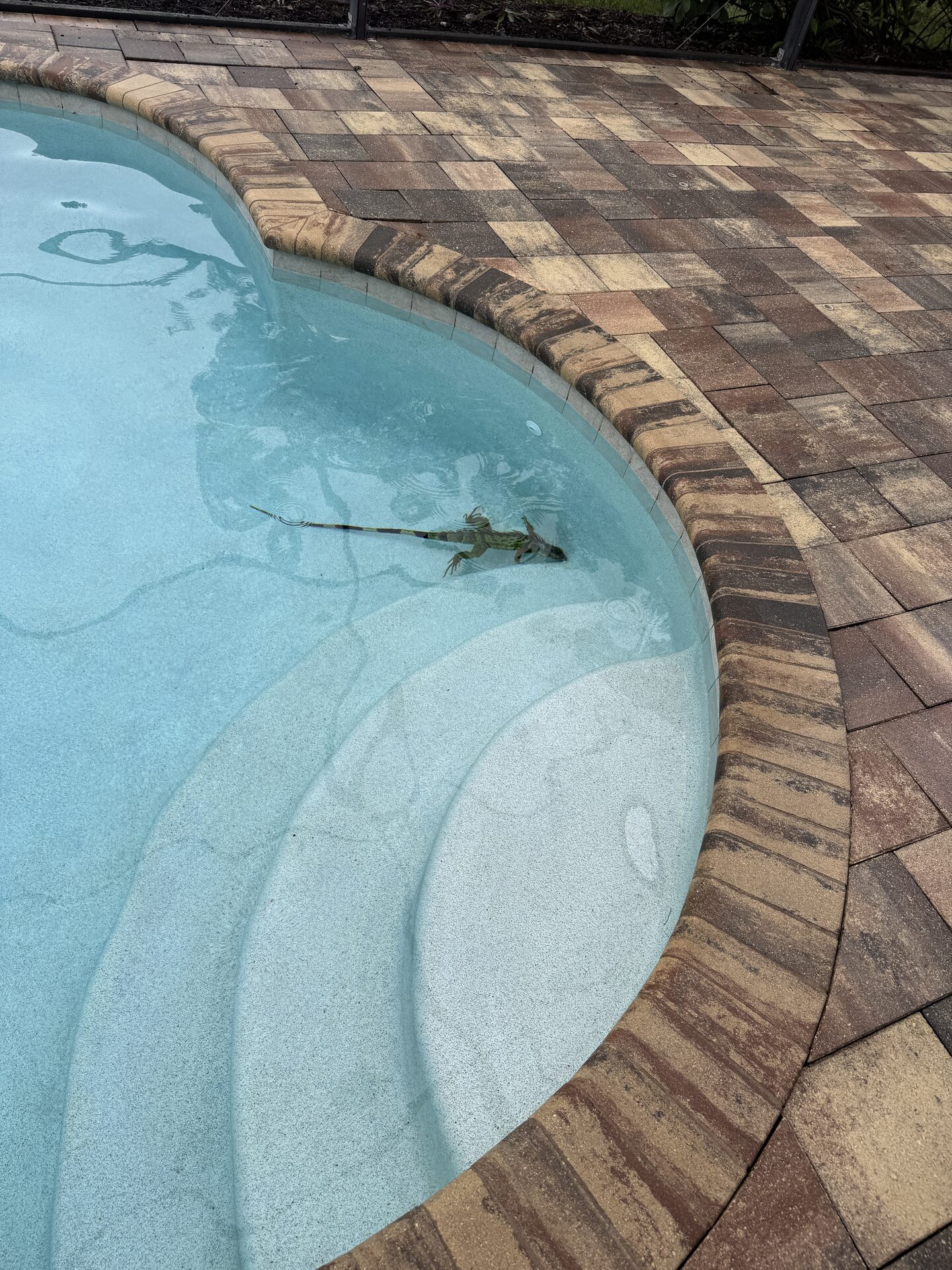 Iguana swimming in a residential pool in Naples FL